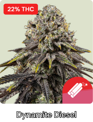 Dynamite Diesel Tyson-2